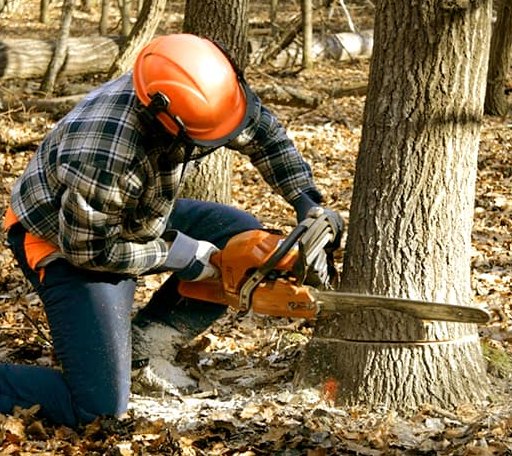 Tree Removal in Verona, MS